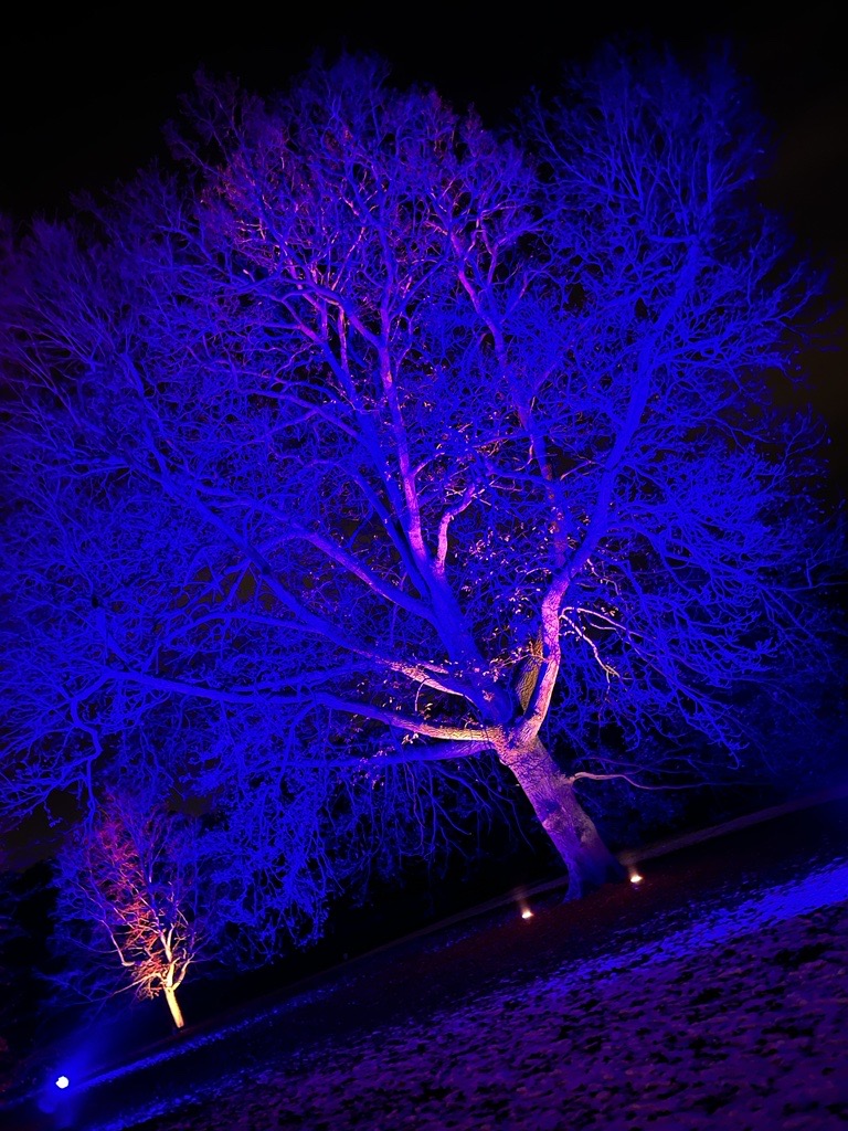 Lighted Blue Tree